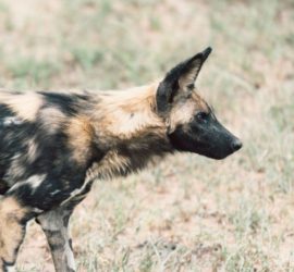 Astrogem, Geomancy, Geomantic, Divination, March, 2018, Horoscope, Astrogem Geomancy, Personal, Development, Productivity