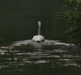 Astrogem, Geomancy, Geomantic, Divination, July, 2018, Horoscope, Astrogem Geomancy, Personal, Development, Productivity