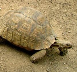 Astrogem, Geomancy, Geomantic, Divination, January, 2019, Horoscope, Astrogem Geomancy, Personal, Development, Productivity