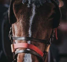 Astrogem, Geomancy, Geomantic, February, Divination, 2019, Horoscope, Astrogem Geomancy, Personal, Development, Productivity